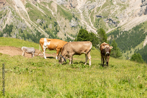 Canazei, Italy. Grazing alpine cows in mountain pasture beneath the Dolomite peaks near Canazei