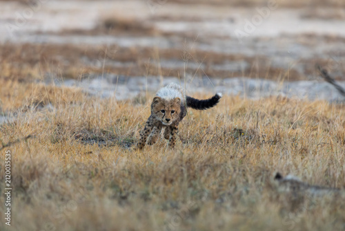 A cheetah cub looking like a honey badger