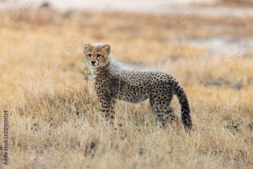 A cheetah cub looking like a honey badger