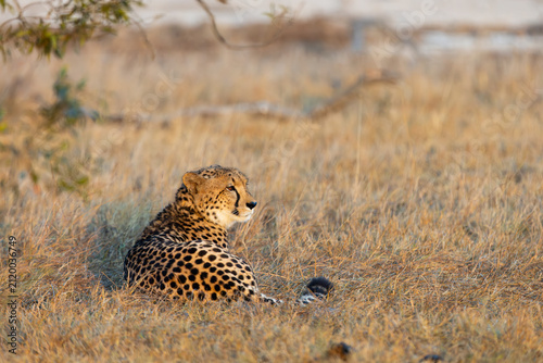 a female cheetah warming up in the golden sun rays