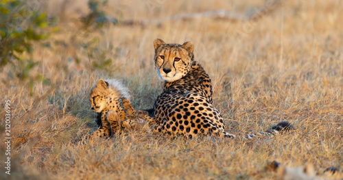 A cheetah mother and her cub in golden light
