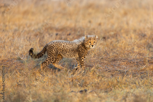A cheetah cub looking like a honey badger
