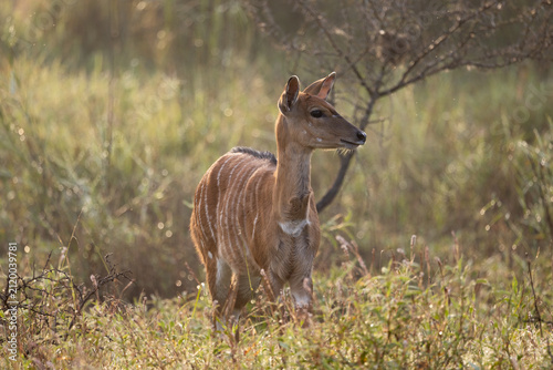 Photography a nyala ewe in golden light