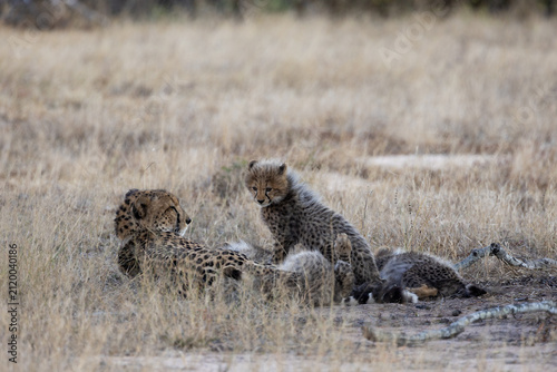 A cheetah mother resting with her small cubs