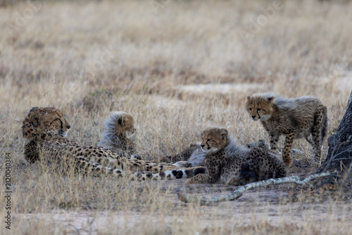 A cheetah mother resting with her small cubs