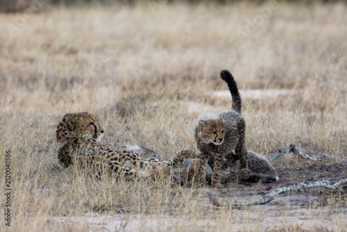 A cheetah mother resting with her small cubs