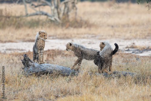 Cheetah cubs posing on a fallen dead tree