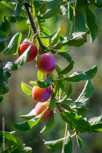 Susine - Prugne