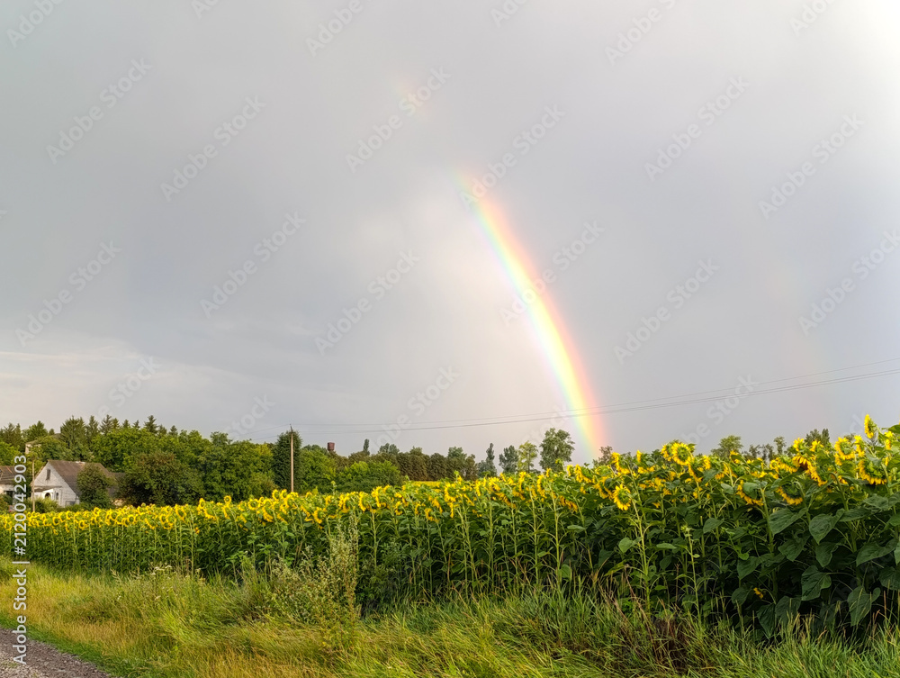 Obraz premium Beautiful Rainbow over Sunflower Field at Sunset in Rural Countryside