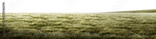 field of wheat/Ultra-sharp high-resolution panoramic grass field with natural green texture, soft breeze, and a peaceful landscape, perfect for nature backgrounds and design projects.