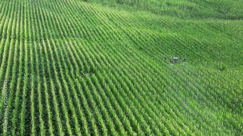 Wide View of Drone Spraying Corn Field From a Distance