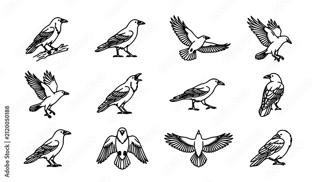 Fototapeta premium Crow Silhouette Line Art Vector Illustration with Elegant Flying and Perched Bird Design