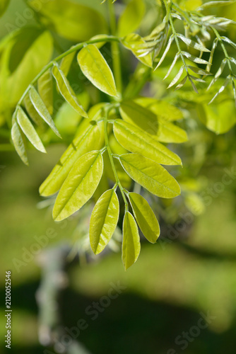 Bright green pinnate leaves of a weeping scholar tree grow on delicate branches in the soft spring sunshine - latin name - Styphnolobium japonicum Pendula