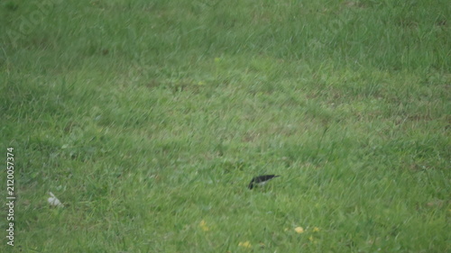 The image depicts a grassy field with lush, green vegetation covering most of the scene. In the center, a small bird with dark feathers is visible, appearing to forage or rest on the ground