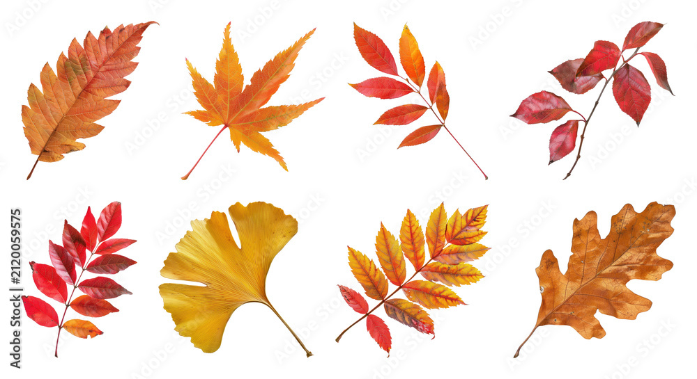 Obraz premium PNG Colorful autumn leaves collection isolated on transparent background