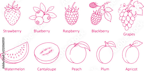 Healthy fresh berries and fruits in line art strawberry blueberry raspberry blackberry grapes watermelon cantaloupe peach plum apricot.