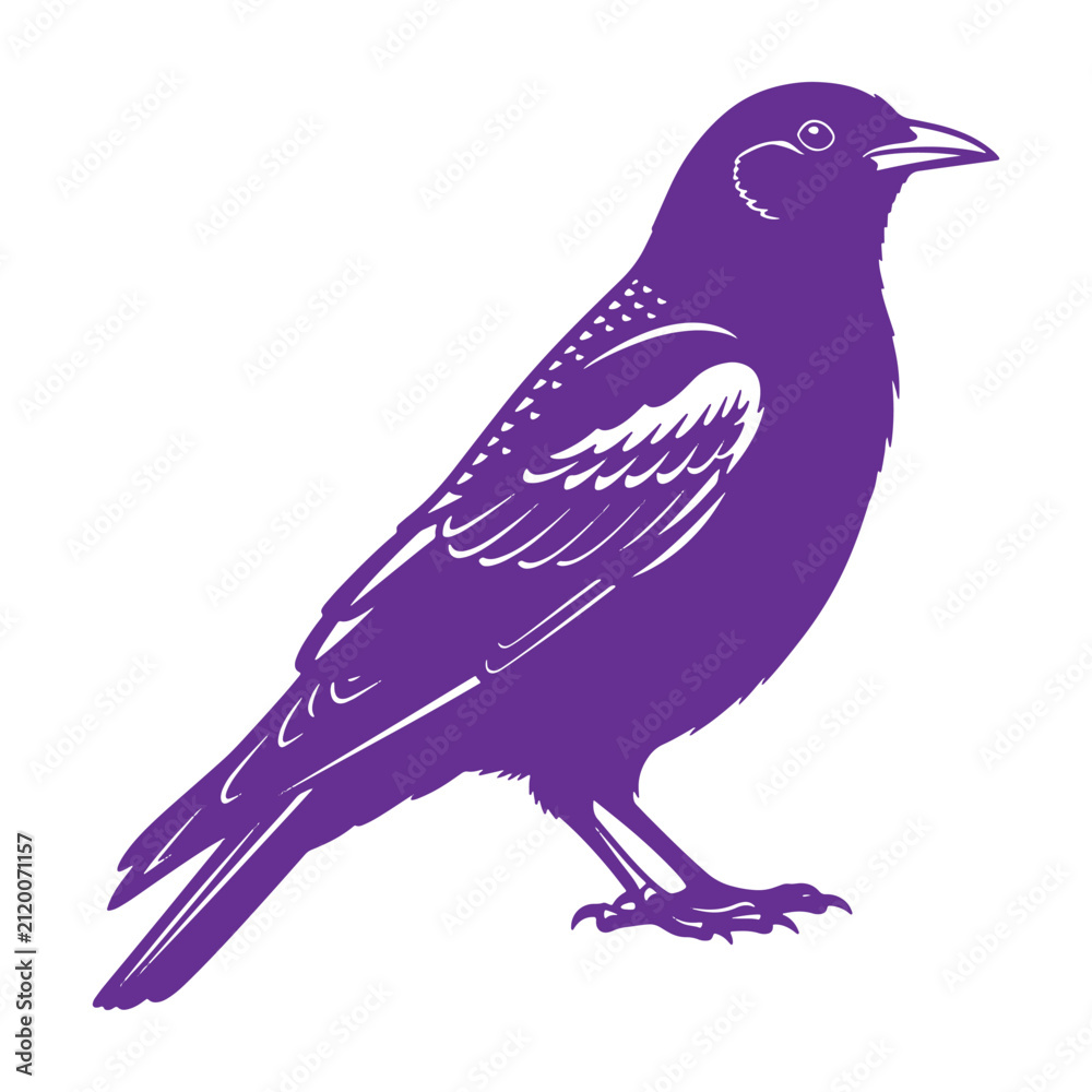 Fototapeta premium A purple of a standing bird, possibly a crow or raven, with detailed wing feathers, isolated on a white background