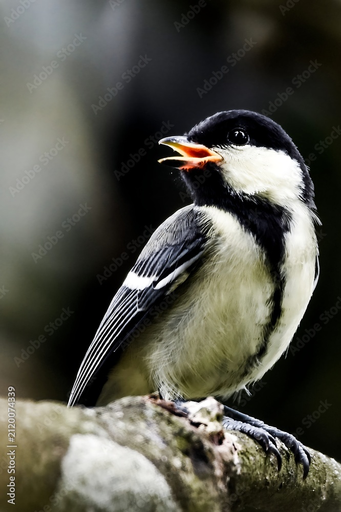 Fototapeta premium Cinereous Tit Singing While Perched on Tree Branch