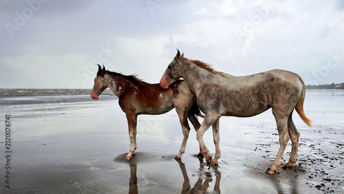 Two Horses Sharing Gentle Beach Moment