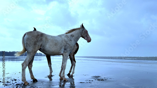 White Horse Standing On Coastal Beach