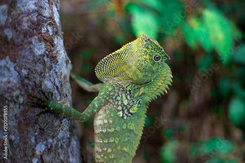 Картината върху платно green chameleon on a tree