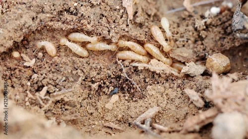 Close-Up of Termites in Soil,  Detailed View of Termite Colony in Natural Habitat