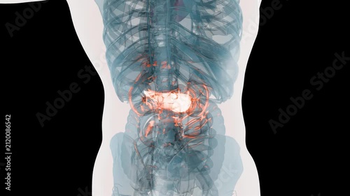 X-Ray Style View of the Human Body Highlighting the Pancreas, Internal Organs and Skeletal System Anatomy, 3d render