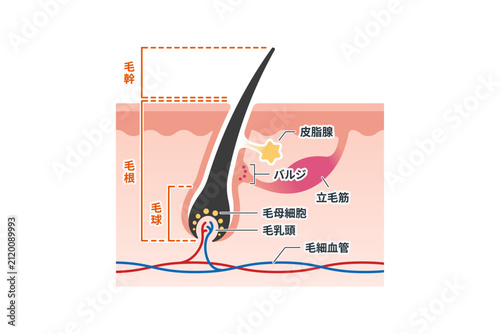 毛髪と毛根の構造を解説する皮膚断面図イラスト