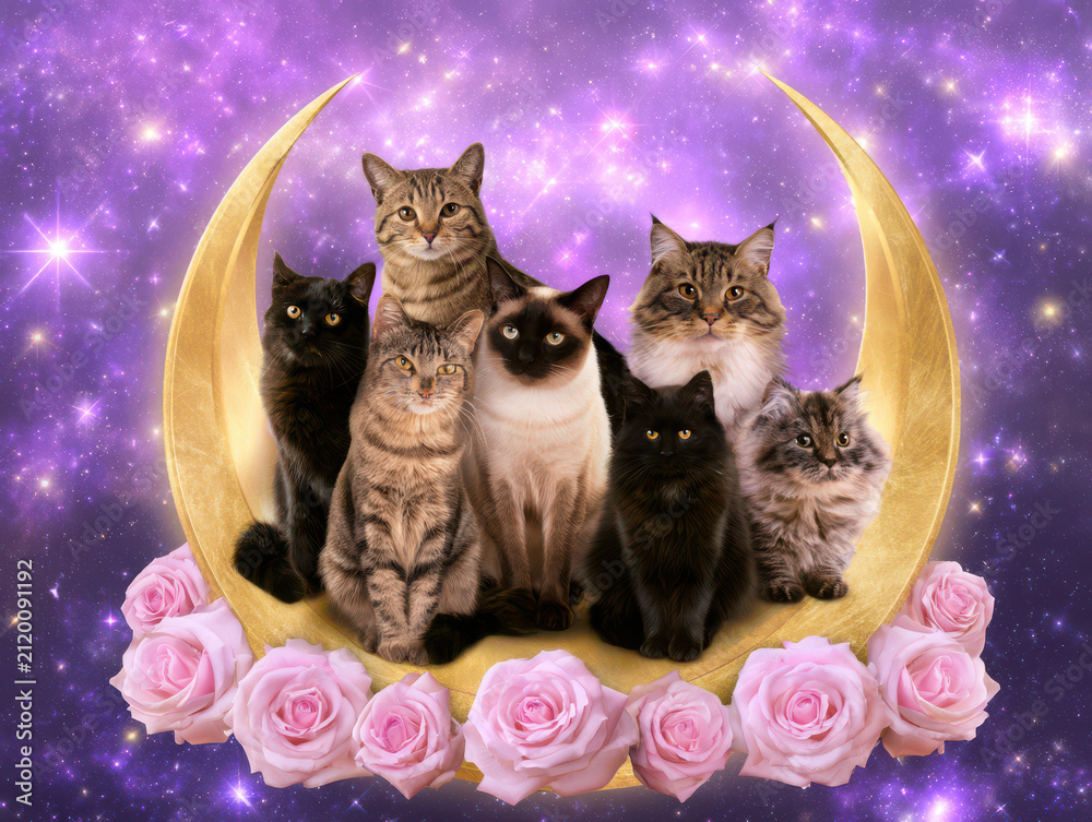 Naklejka premium Whiskered Celestial Kittens Dreamy Moonlit Roses Cosmic Fur Portraits Under