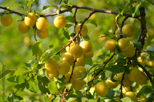 Canvastavla Mirabelle plum tree branches with ripen golden- yellow fruits and green leaves in summer garden