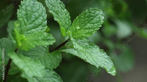Fresh Mint Plants Growing on Farm