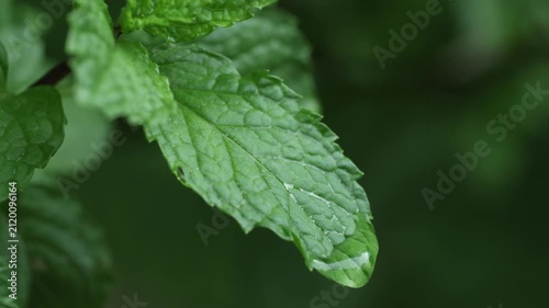 Fresh Mint Plants Growing on Farm