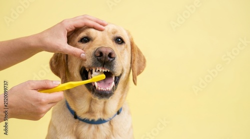 Happy labrador dog being brushed with a yellow toothbrush for dental care on a bright yellow background