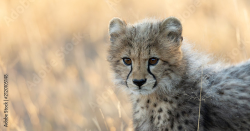 A portrait of a young cheetah cub
