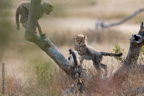 Cheetah cubs climbing around a dead tree
