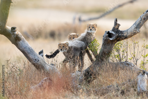 Canvas Print Cheetah cubs climbing around a dead tree