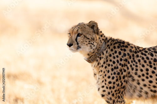 A portrait of a cheetah
