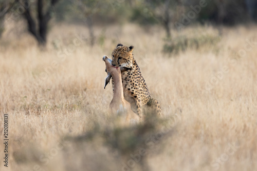 фотографія A cheetah suffocating an impala