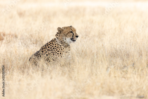 A portrait of a cheetah