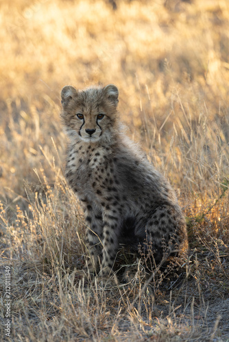 Canvas Print A portrait of a young cheetah cub