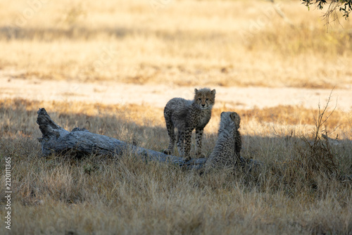 Cheetah cubs in the wild