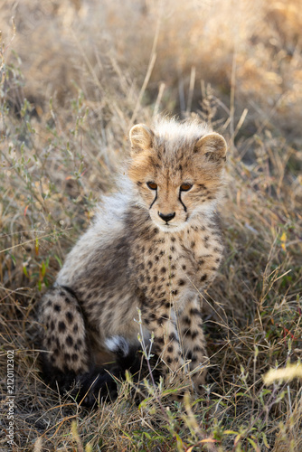 Photography Cheetah cubs in the wild
