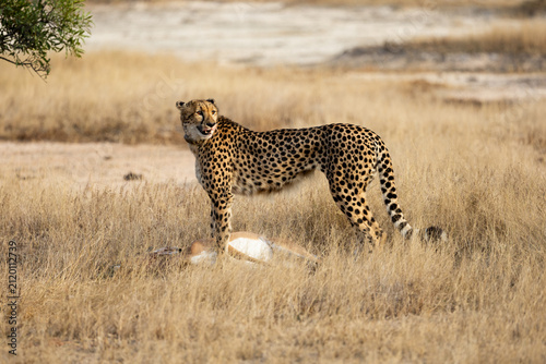 a cheetah after a successful hunt