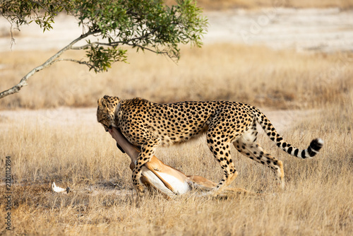 a cheetah dragging the impala carcass
