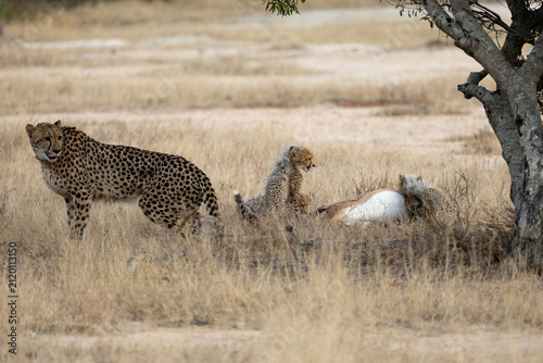 A cheetah family feasting on an impala carcass