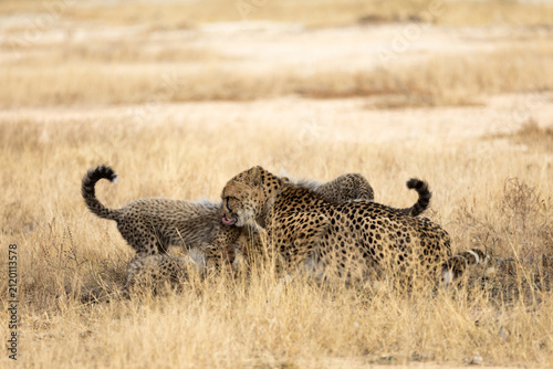 A cheetah family feasting on an impala carcass