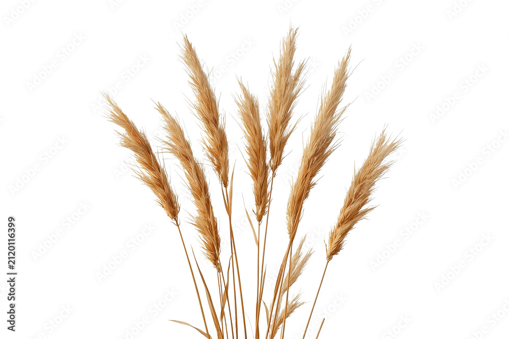 Fototapeta premium Small bundle of golden dried wheat stalks