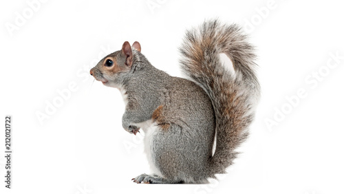 Wild fluffy grey squirrel sitting alert isolated on transparent background for nature wildlife education