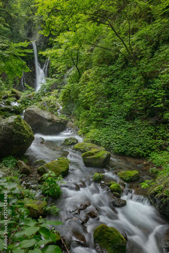 Fototapeta premium 深緑の中の滝