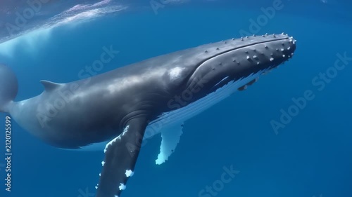 Majestic Humpback Whale Swimming in Deep Blue Ocean Water
